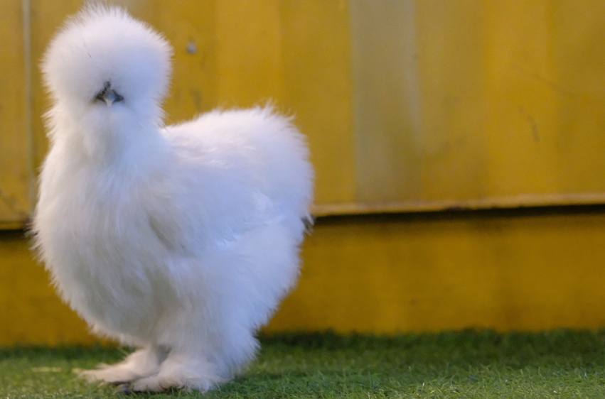 The breed standard of perfection for the Silkie chicken.