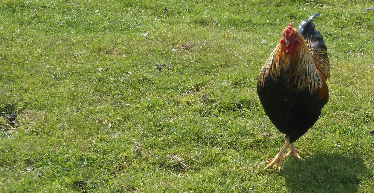 A free range chicken out on grass.