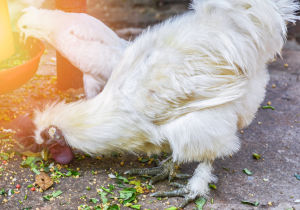 A pair of Silkie chickens eating.