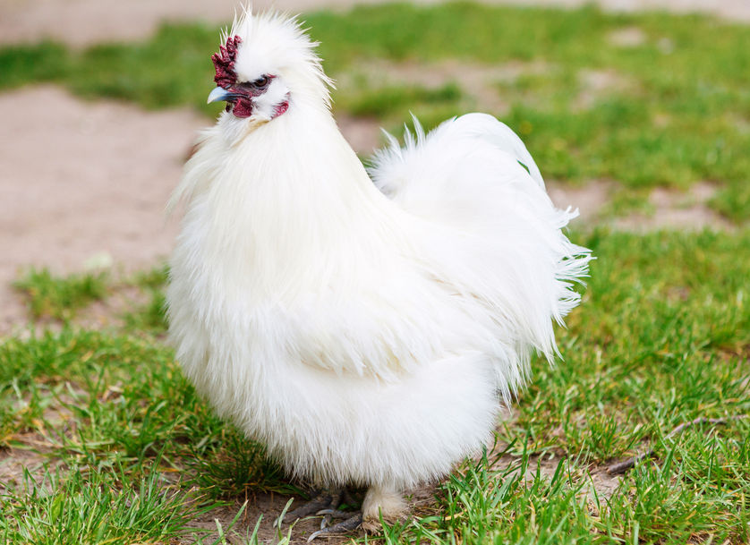 Silkie chickens and parasites - Cluckin