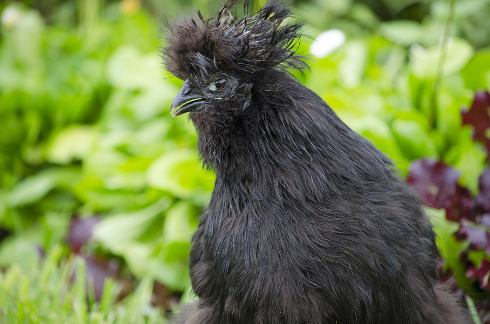 A sick Silkie chicken with an eye infection.