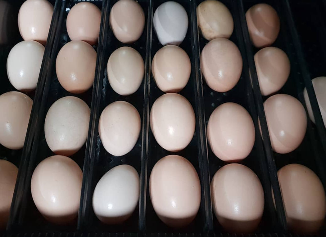 Bantam chicken eggs Cluckin