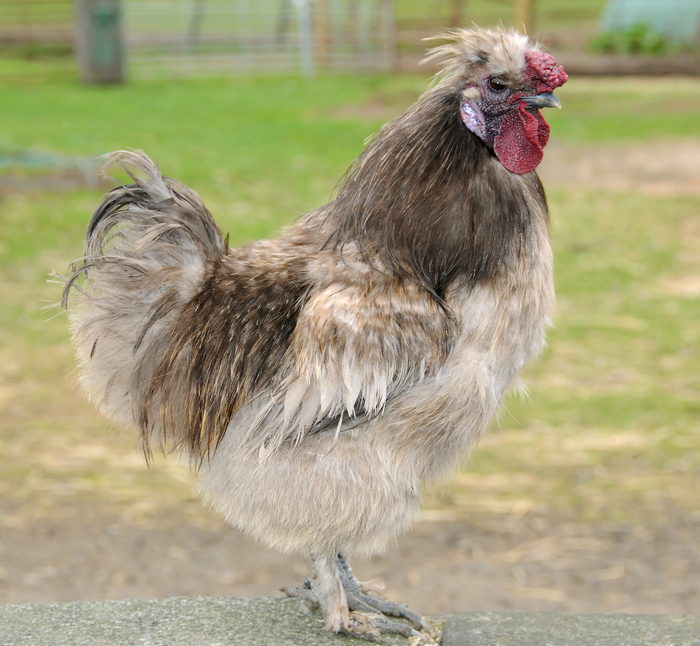 Silkie cockerels are generally a pleasure to have around.