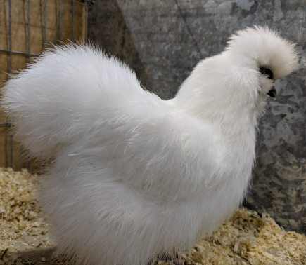 male silkie chicken