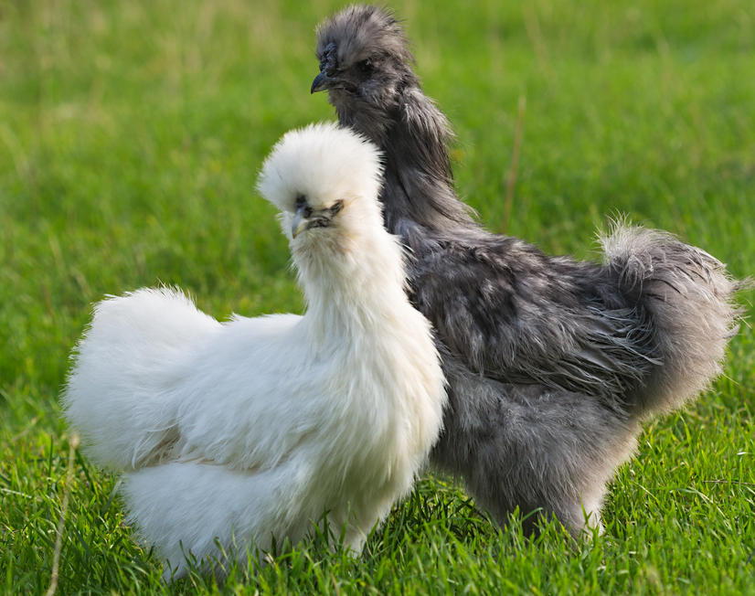 Two different sizes and colours of Silkie chicken.