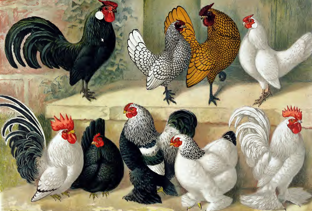 A selection of different types of bantams