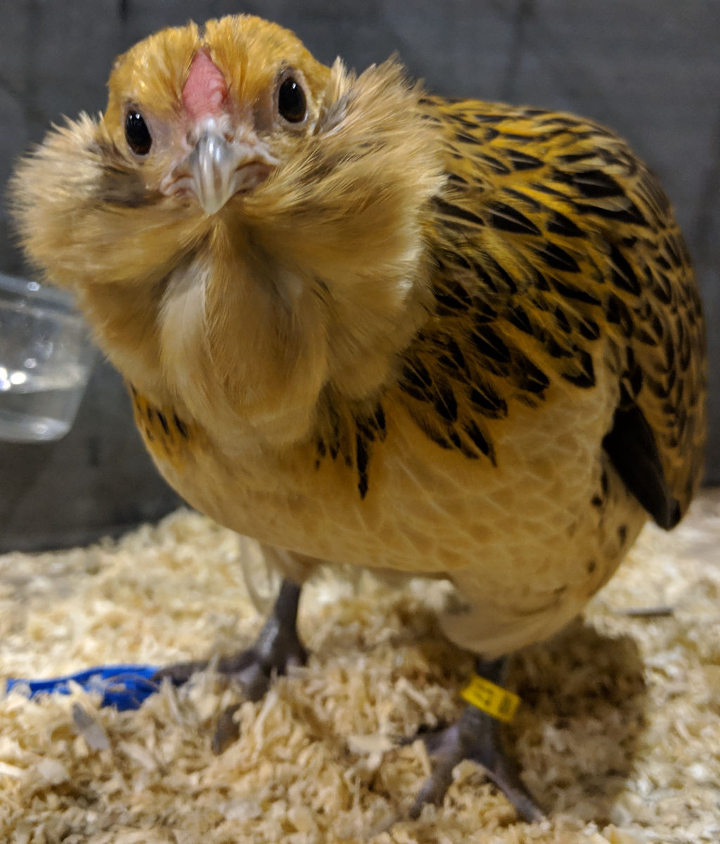 Types and varieties of bantam chickens Cluckin