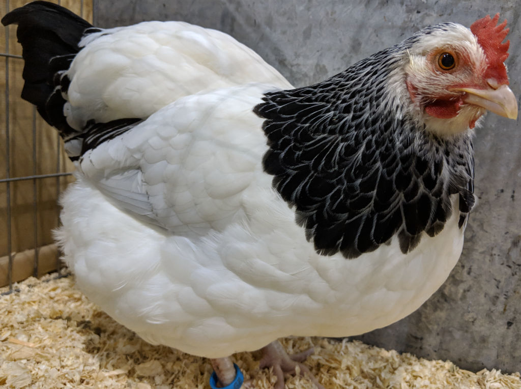 Why keep bantam chickens Cluckin