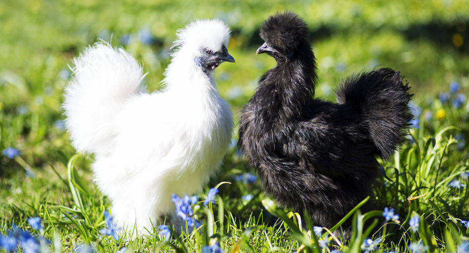 Sexing Silkie Chickens Cluckin 8040