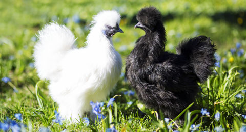Sexing Silkie chickens - Cluckin