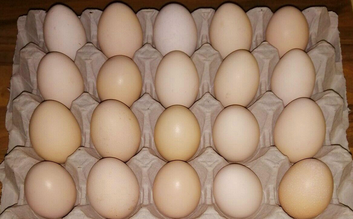 Silkie eggs Cluckin