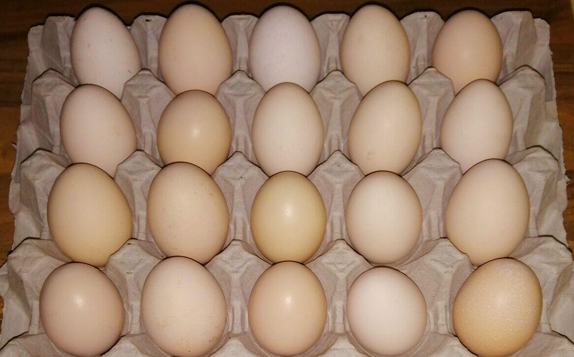 A tray of Silkie eggs showing the colour