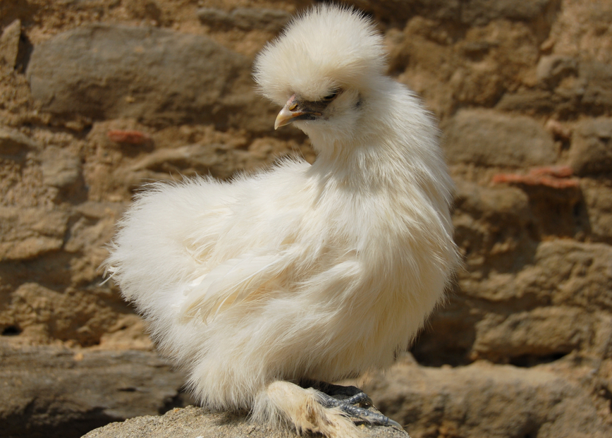 A well bred Silkie hen.