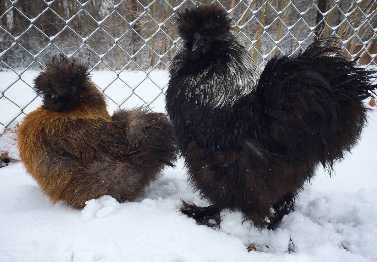 Two Silkie chickens in the snow.