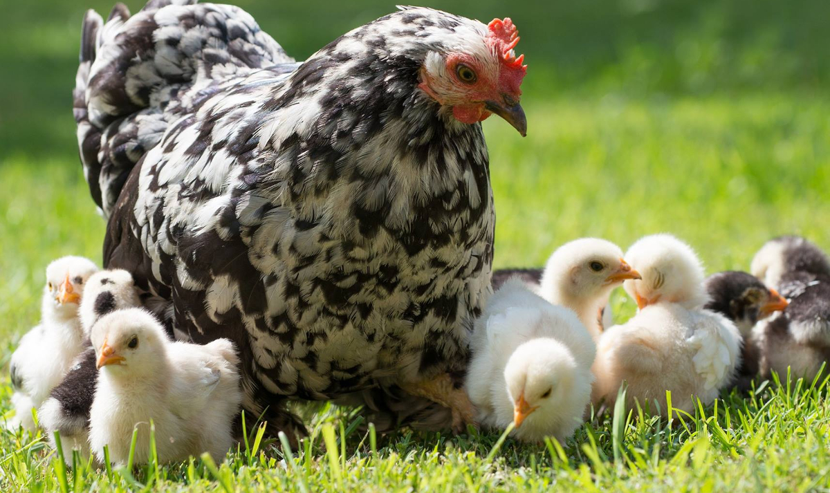 Mother hens are very good at looking after their young but lack the equipment to nurse.