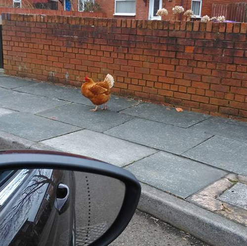 will a lost chicken come home