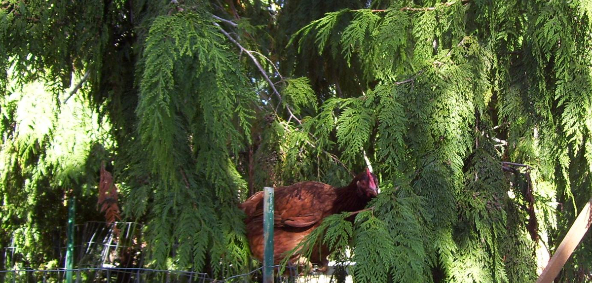 A lost chickens peering out from under branches.