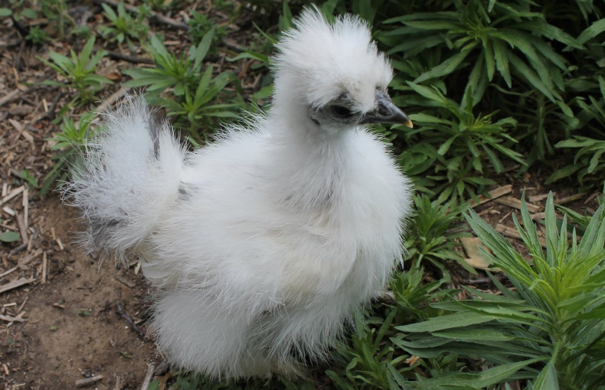 Silkie chickens are some of the slowest growing  chickens