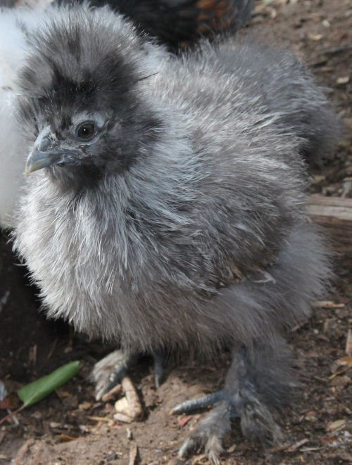 How fast do Silkie chickens grow Cluckin