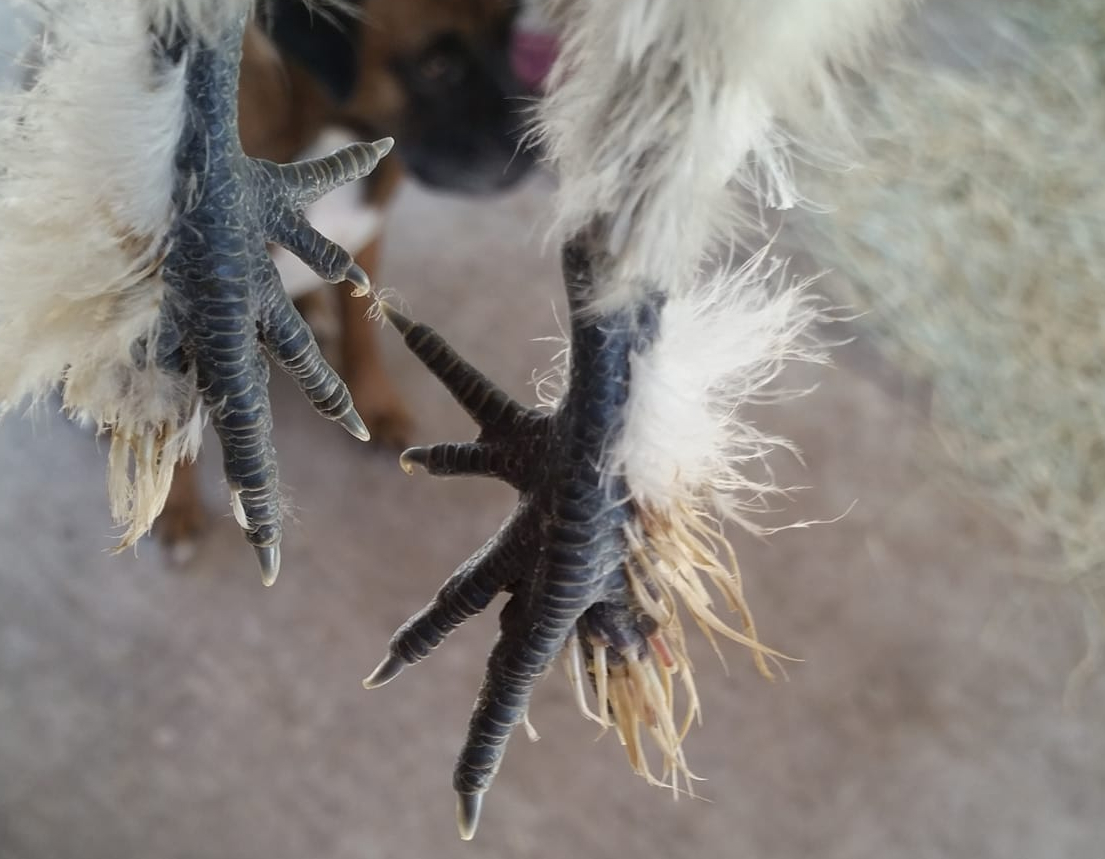 A close up of a silkie chickens feet showing some of the problems they have.