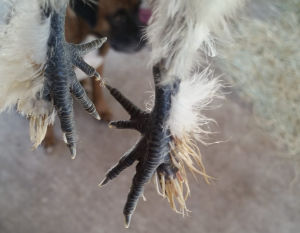 A close up of a silkie chickens feet showing some of the problems they have.