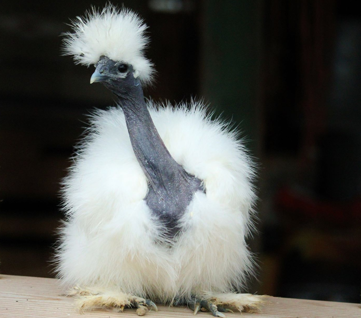 A showgirl Silkie perching