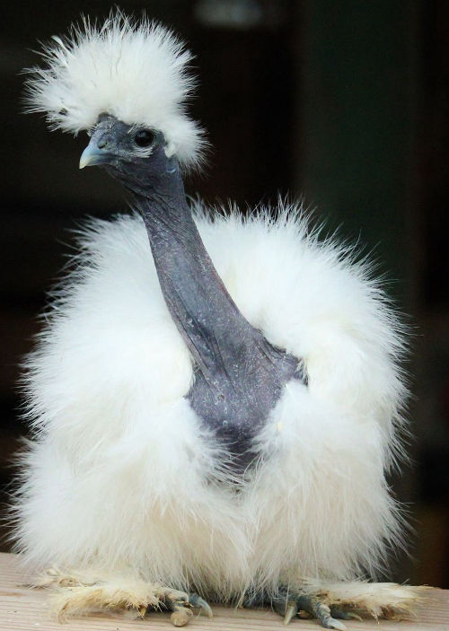 What is a Showgirl Silkie? - Cluckin