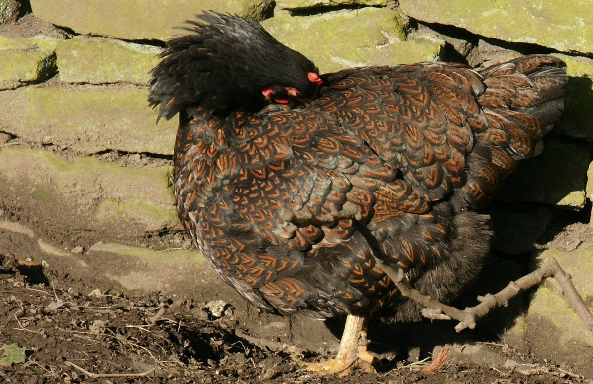 Older hens have some special needs but are very useful to have around.