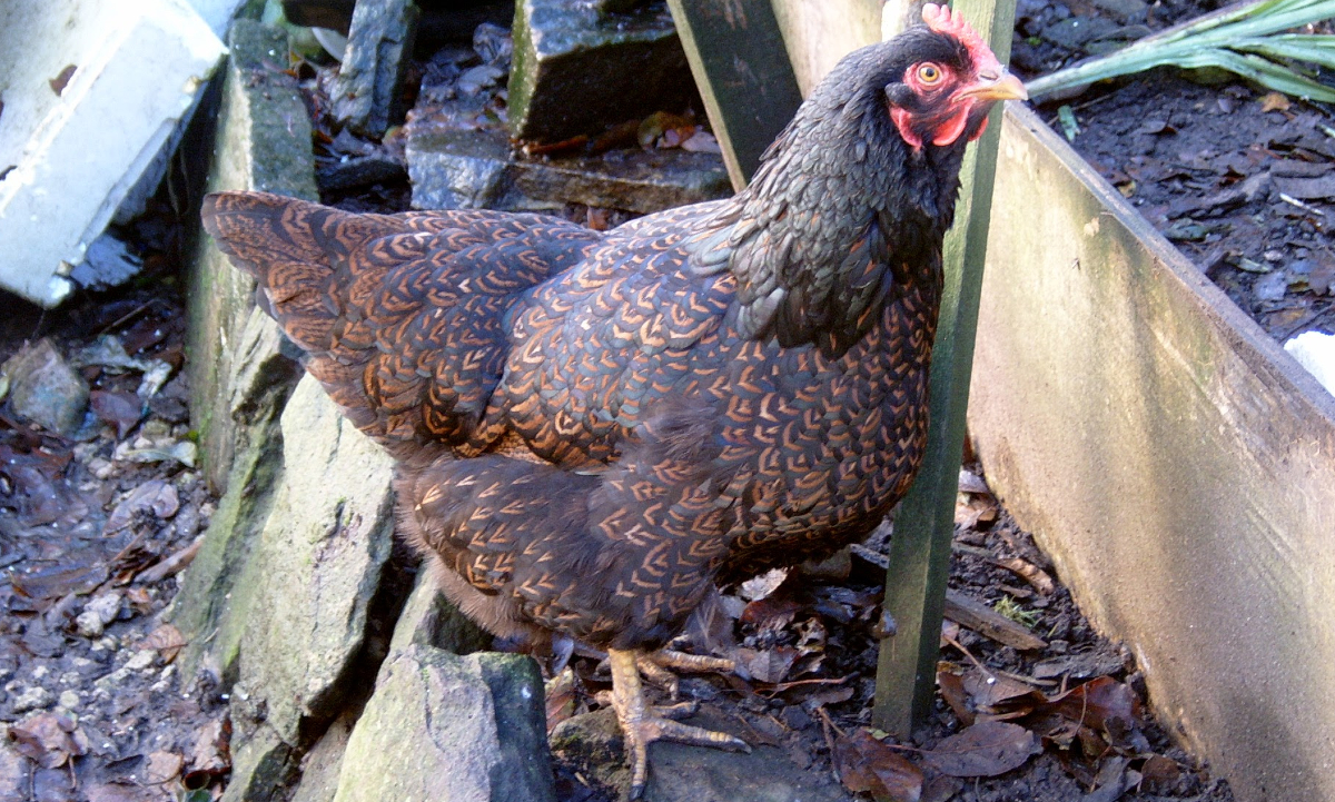 The crop is easily seen on this barnevelder chicken