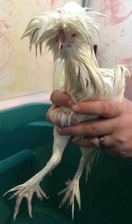 How to wash and bath a Silkie. Cluckin