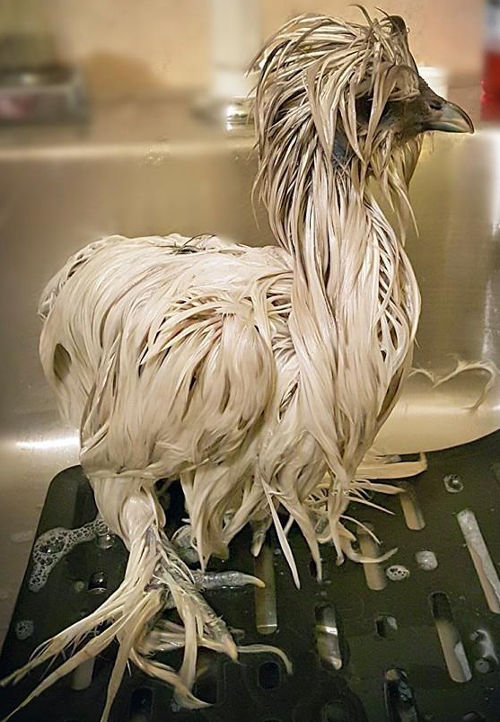 How to wash and bath a Silkie. Cluckin
