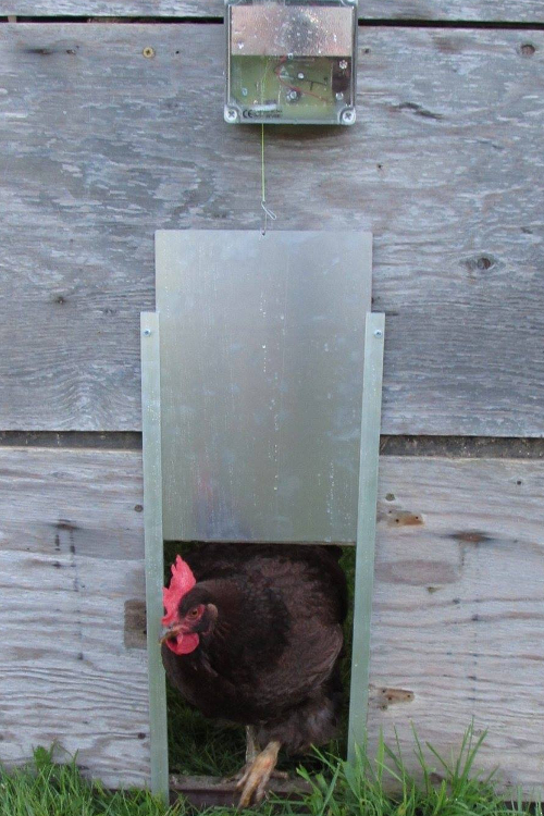 The Ultimate Guide to Chickens and Rats - ChickenGuard