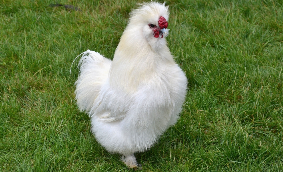 What should you avoid when breeding or buying Silkies.