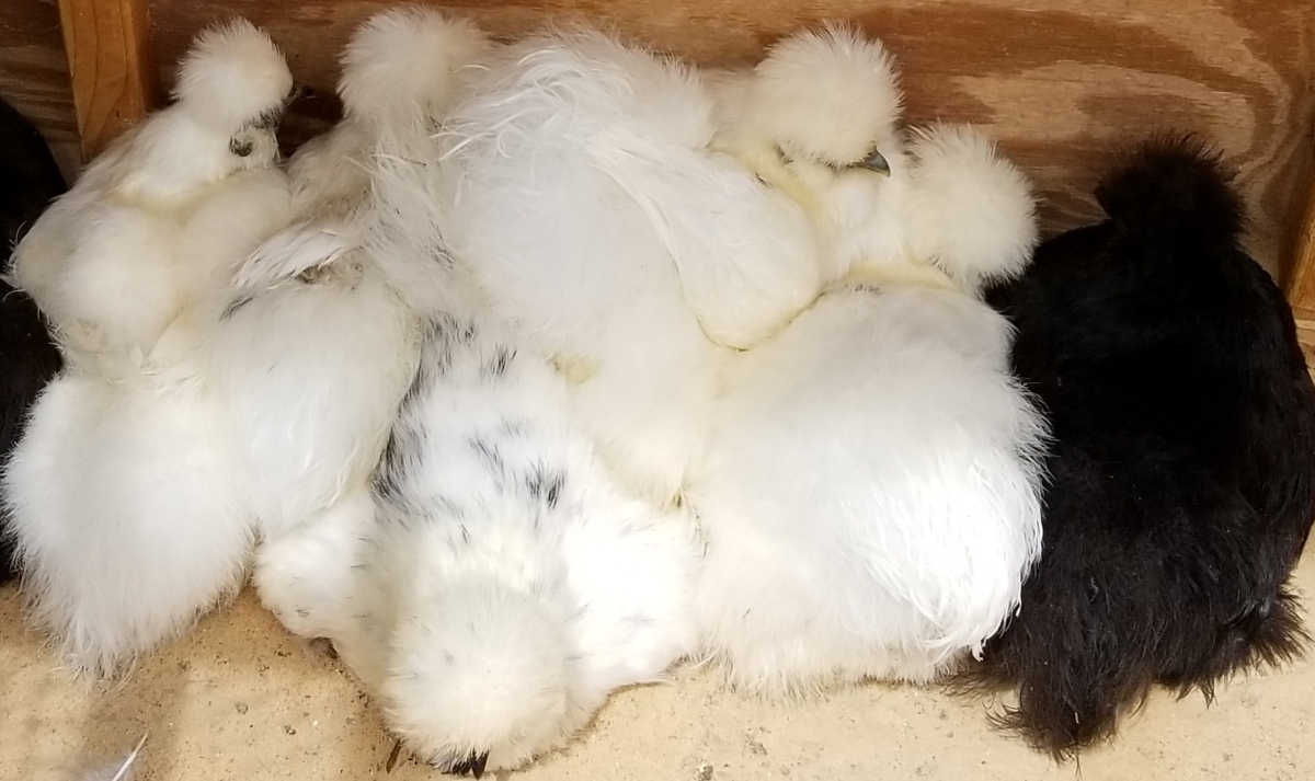 A whole flock of chickens sleeping in the nest box.