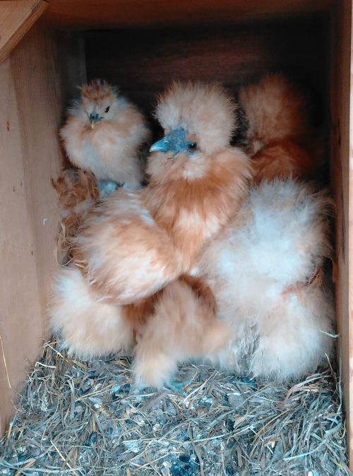 11 reasons chickens sleep in nest boxes and how to stop it. Cluckin