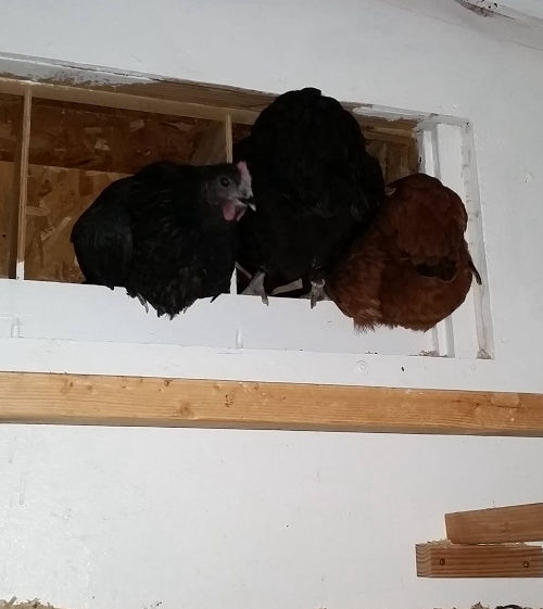 11 reasons chickens sleep in nest boxes and how to stop it. Cluckin