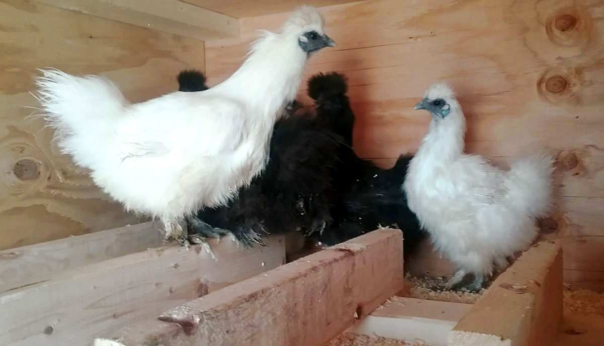 Silkies do roost and it is important for all chickens to be able to perch.