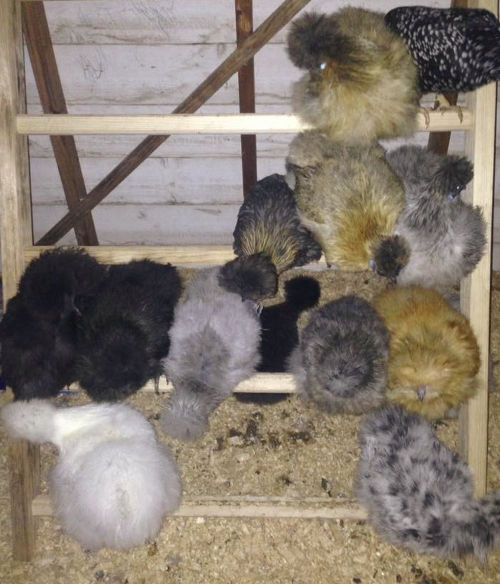 Do Silkie chickens roost? And how high should they be. Cluckin