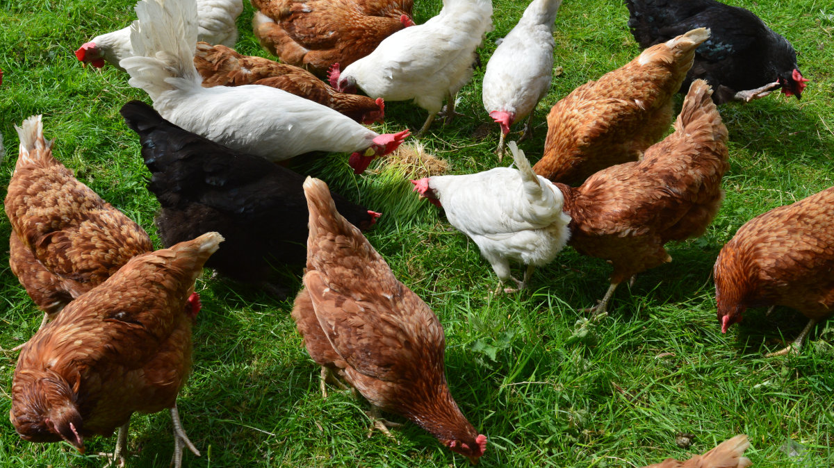 Chickens being fed fodder as fresh greens.