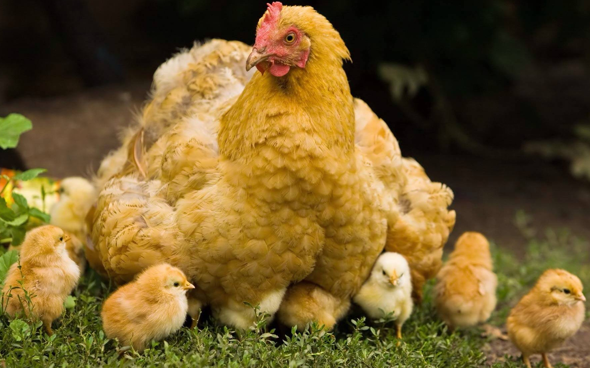 A mother hen with a large brood of chicks.