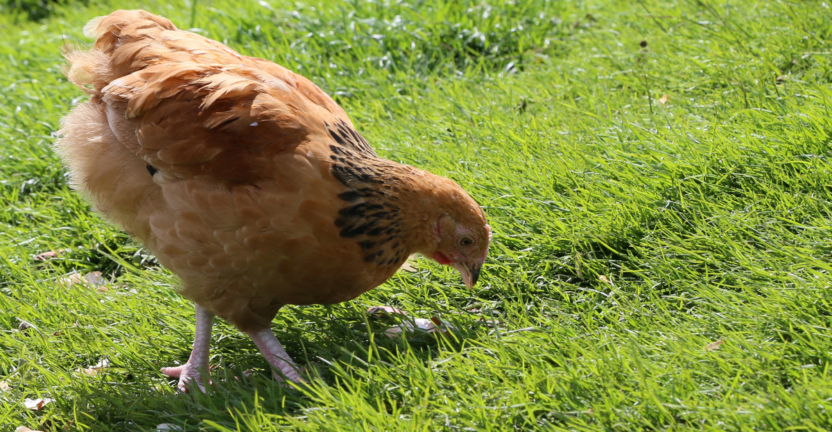 A young chickens looking for food in fresh pasture.