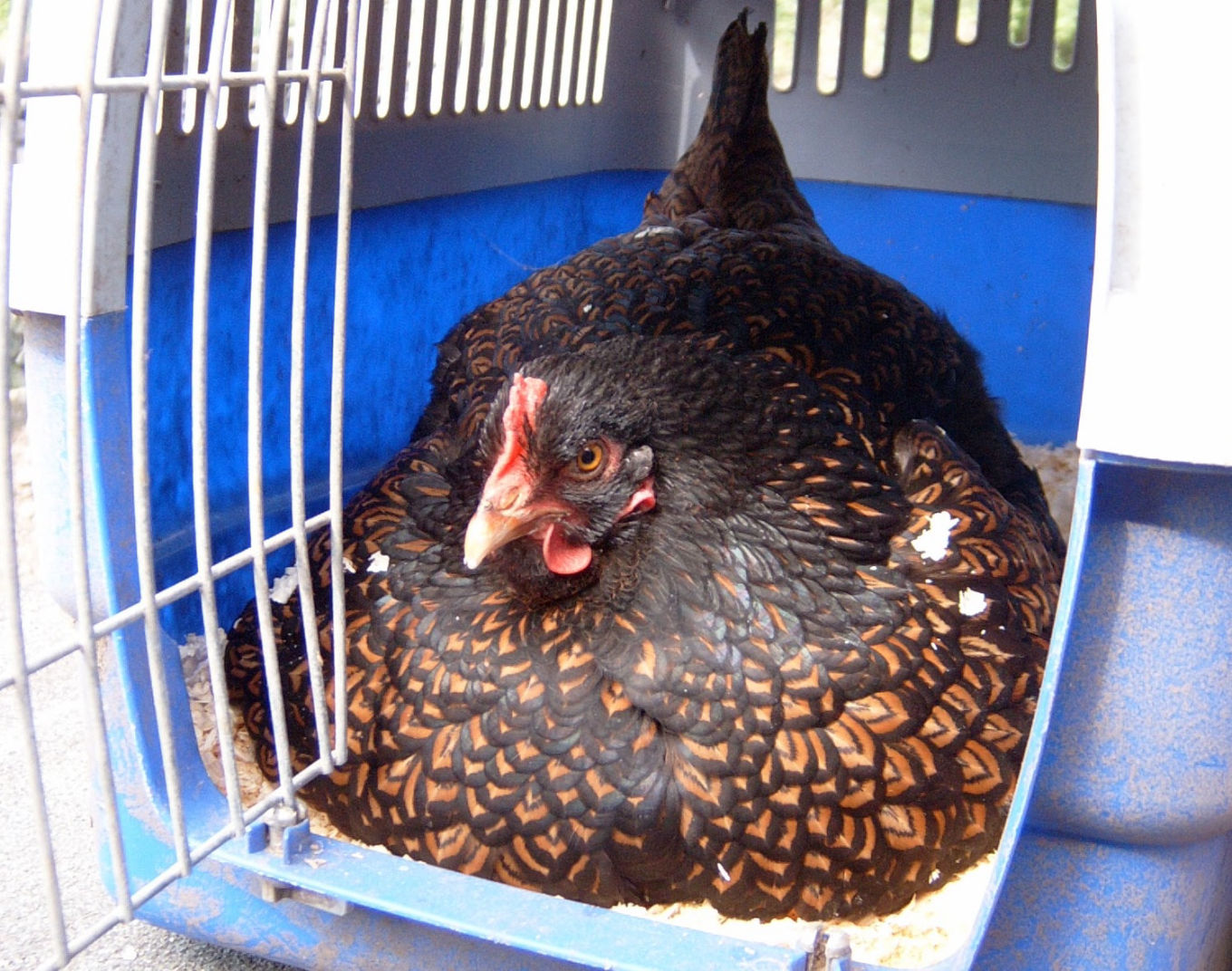 Are bantams broody? Cluckin