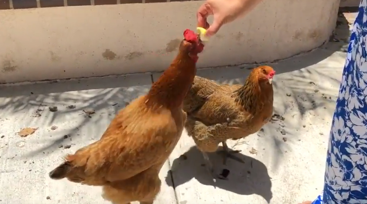 two chickens eating lemon slices