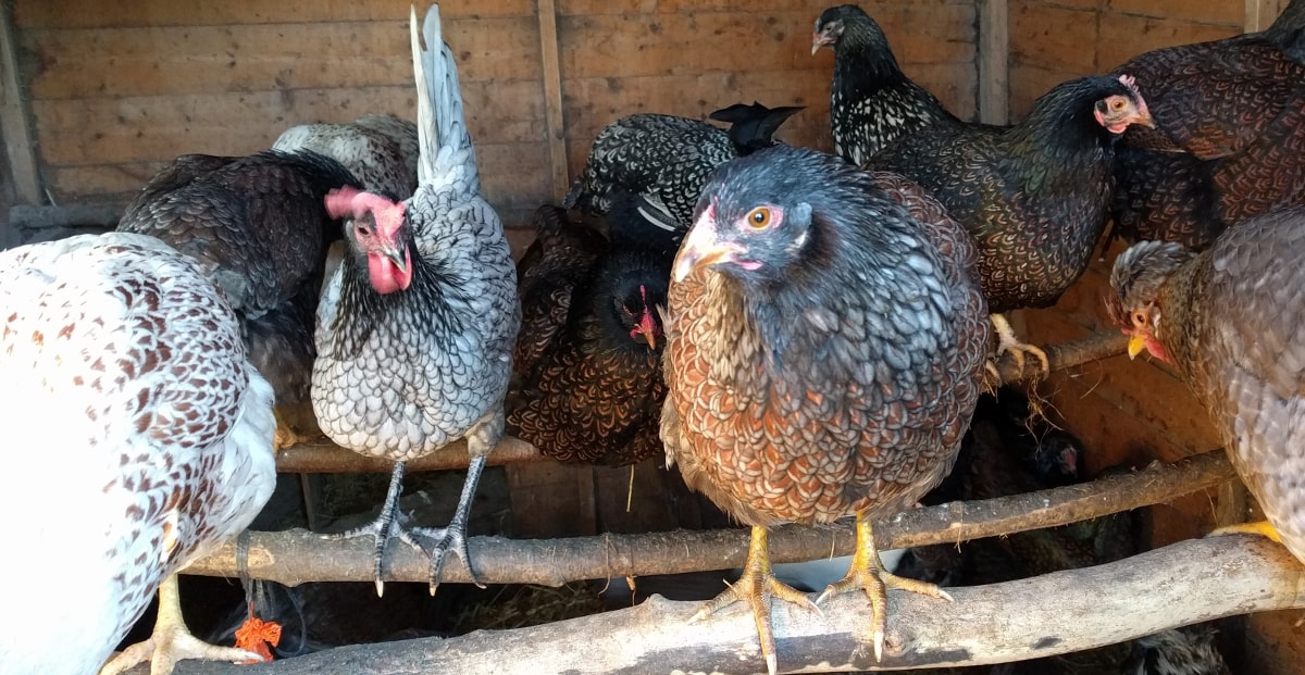 Chicken coops can be too big or small and both have their problems.