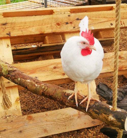 Can a coop be too big or too small Cluckin