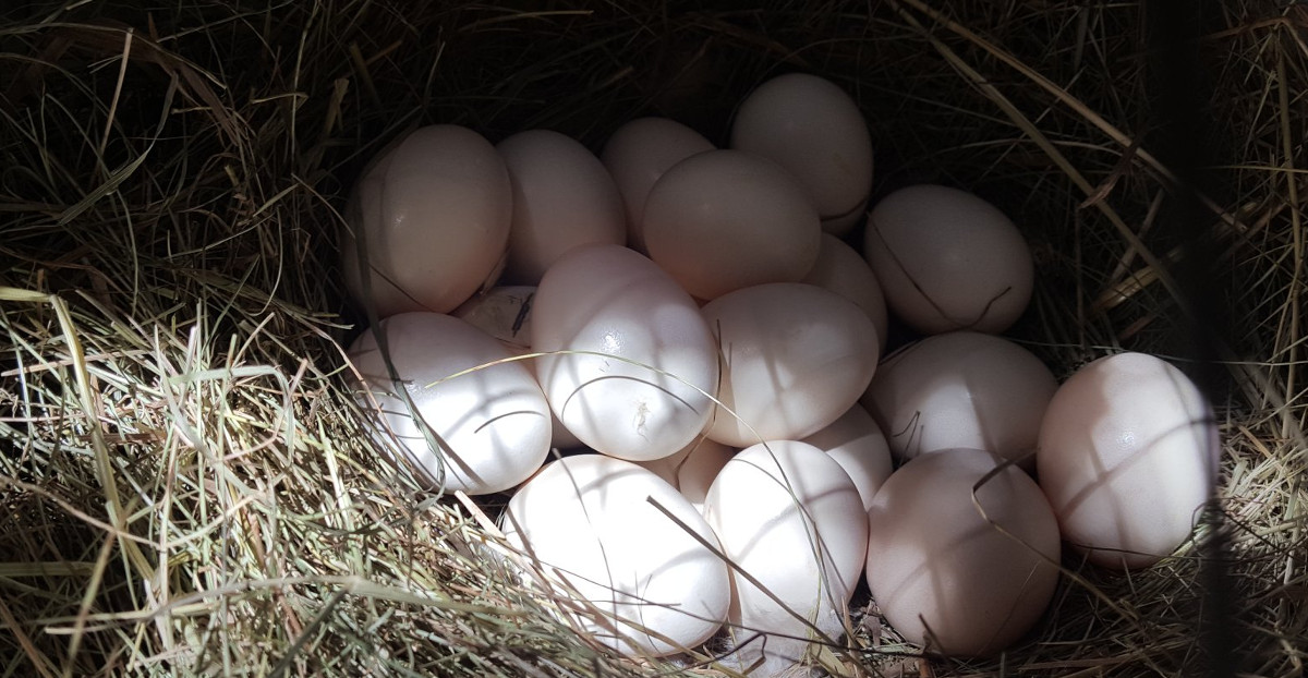 A nest full of eggs from my light Sussex bantams