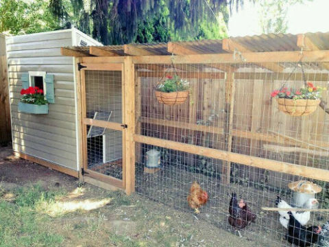 Chicken coop doors and pop holes - Cluckin