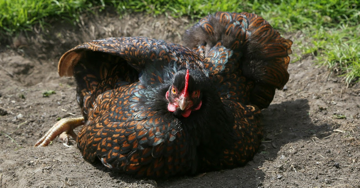 This is definitely a happy chicken. How can the keeper tell whether their flock is happy and in good health.