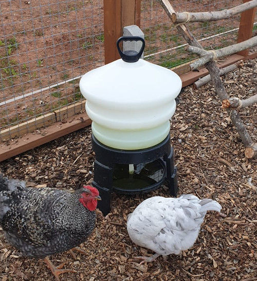 Should you put food and water in the chicken coop? Cluckin