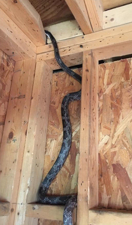 15 ways to keep snakes out of the chicken coop. Cluckin